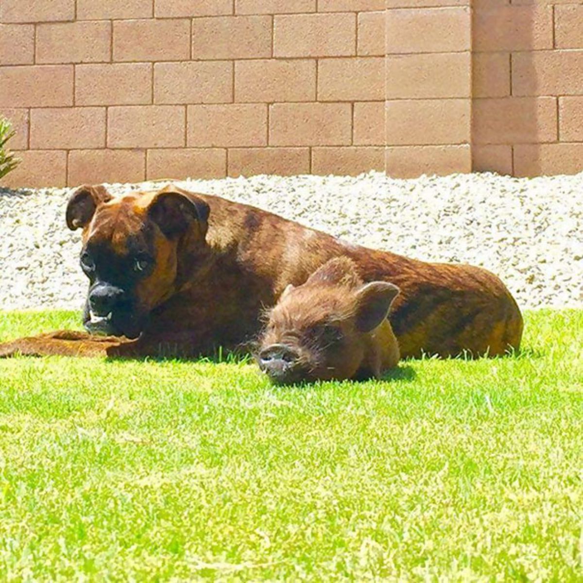 brown dog and piglet lying on the grass together