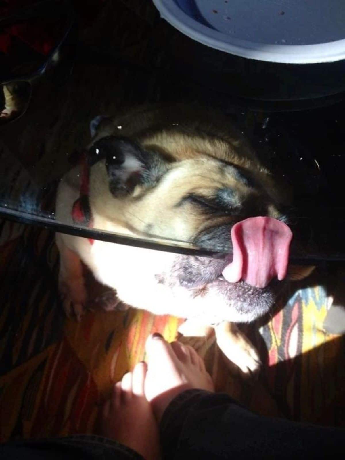 brown dog sitting under a glass table and licking the glass