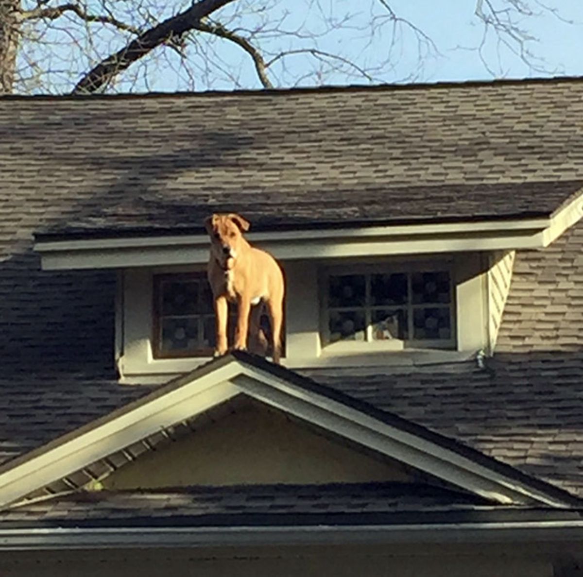 brown dog on corner of roof