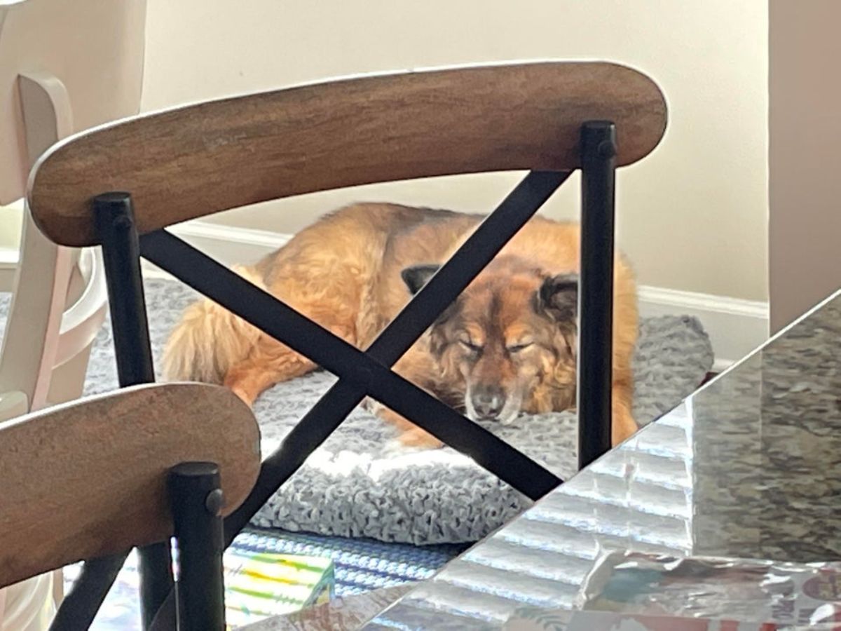 brown dog sleeping on a grey dog bed