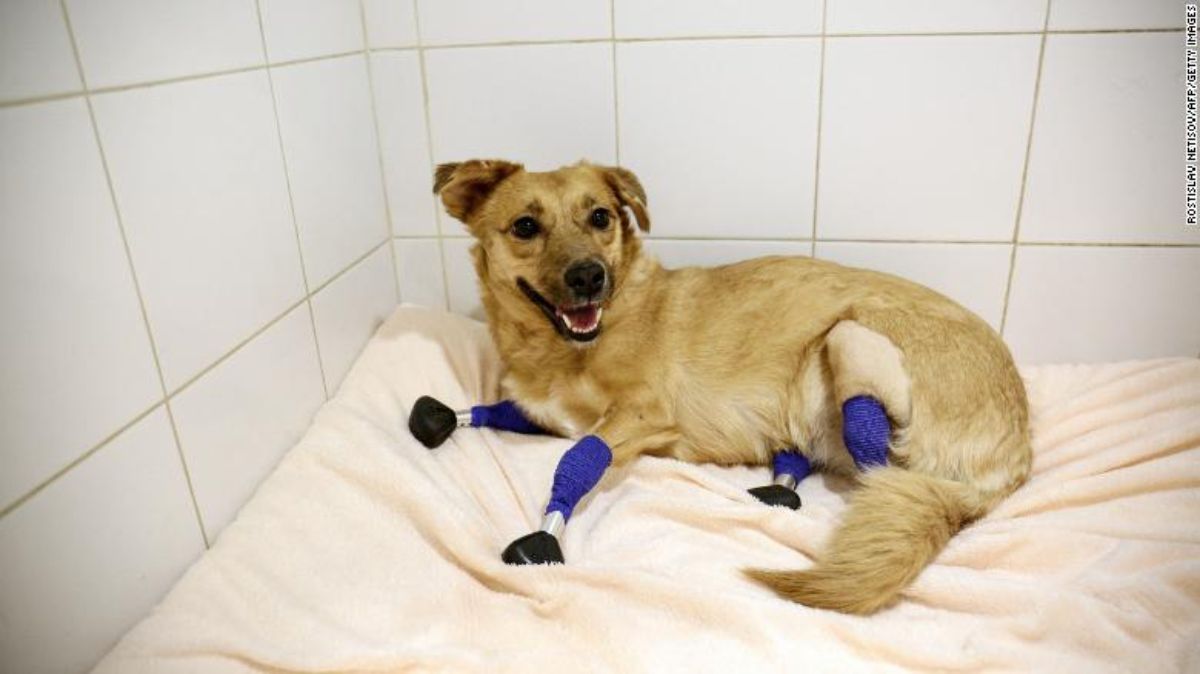 brown dog with prosthetic legs laying on a white blanket