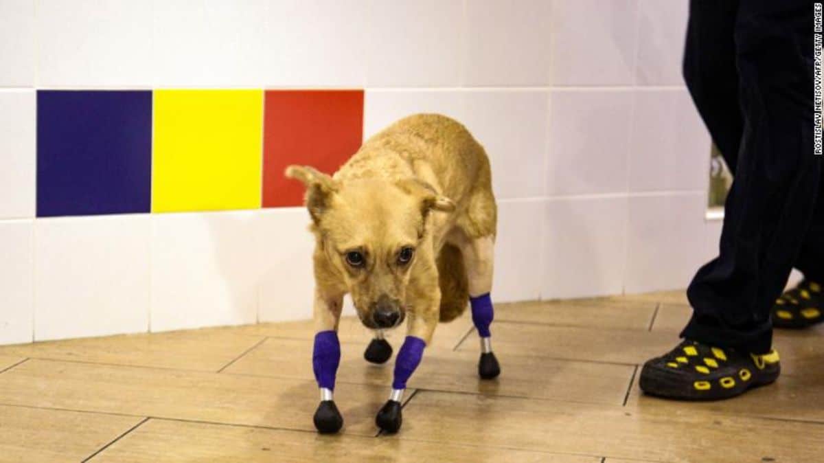 brown dog with prosthetic legs standing on wooden floor