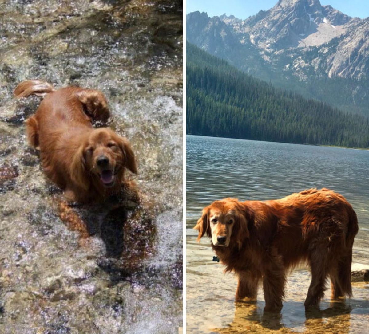 two photos of a brown fluffy dog in a lake