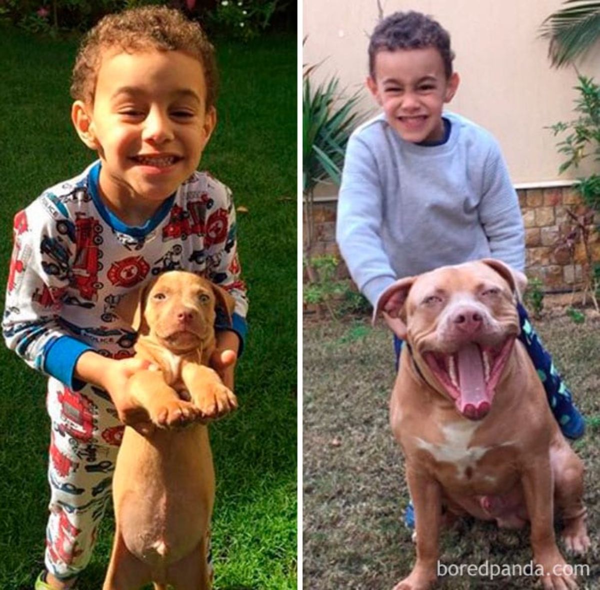 brown pitbull with a little boy