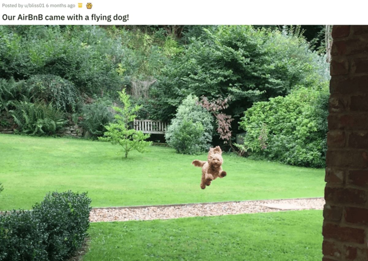 brown poodle flying through garden