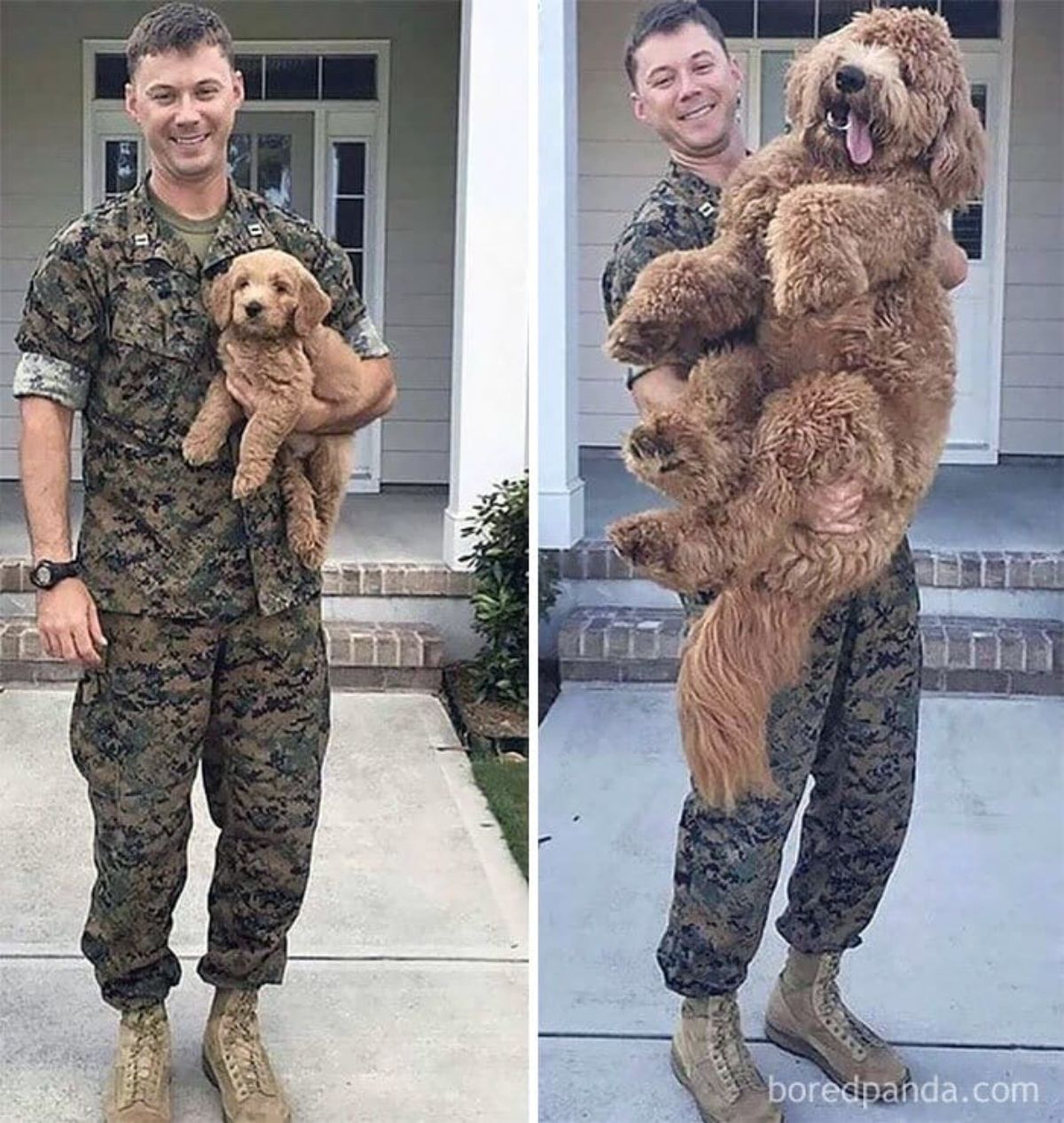 brown poodle being held by a soldier