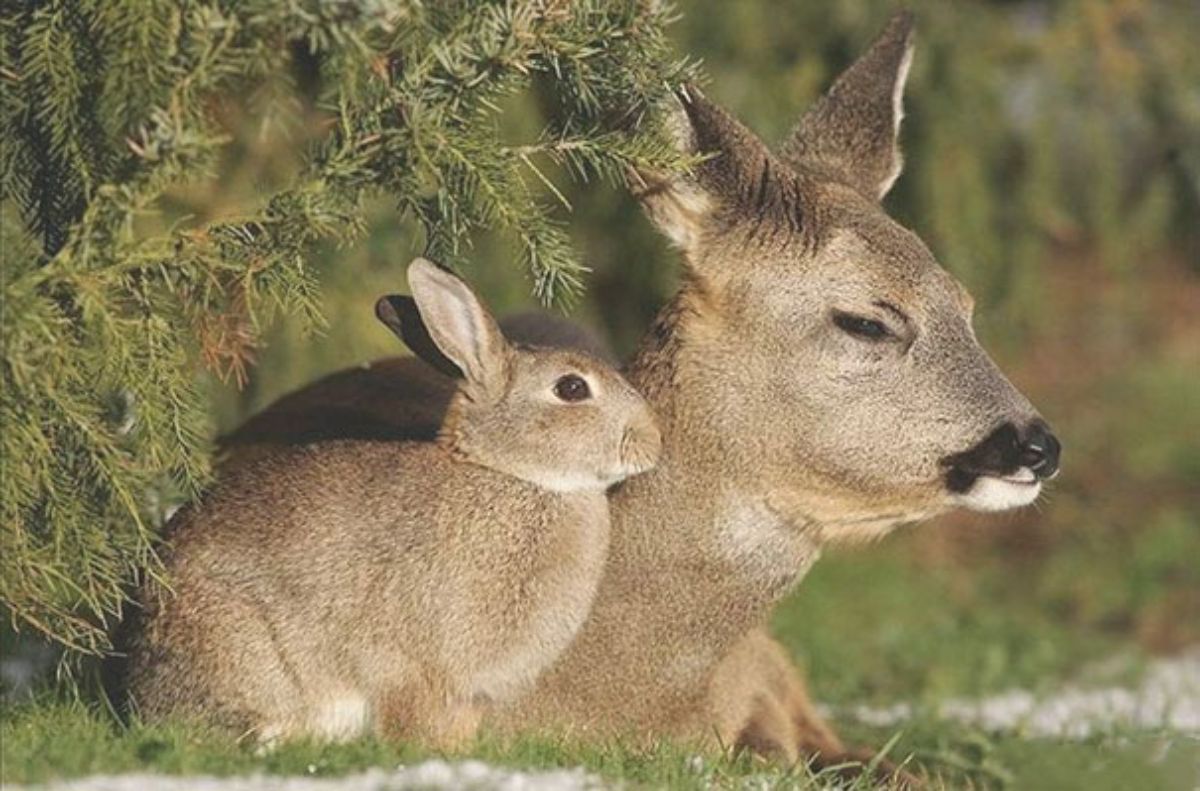 brown rabbit and deer together on grass