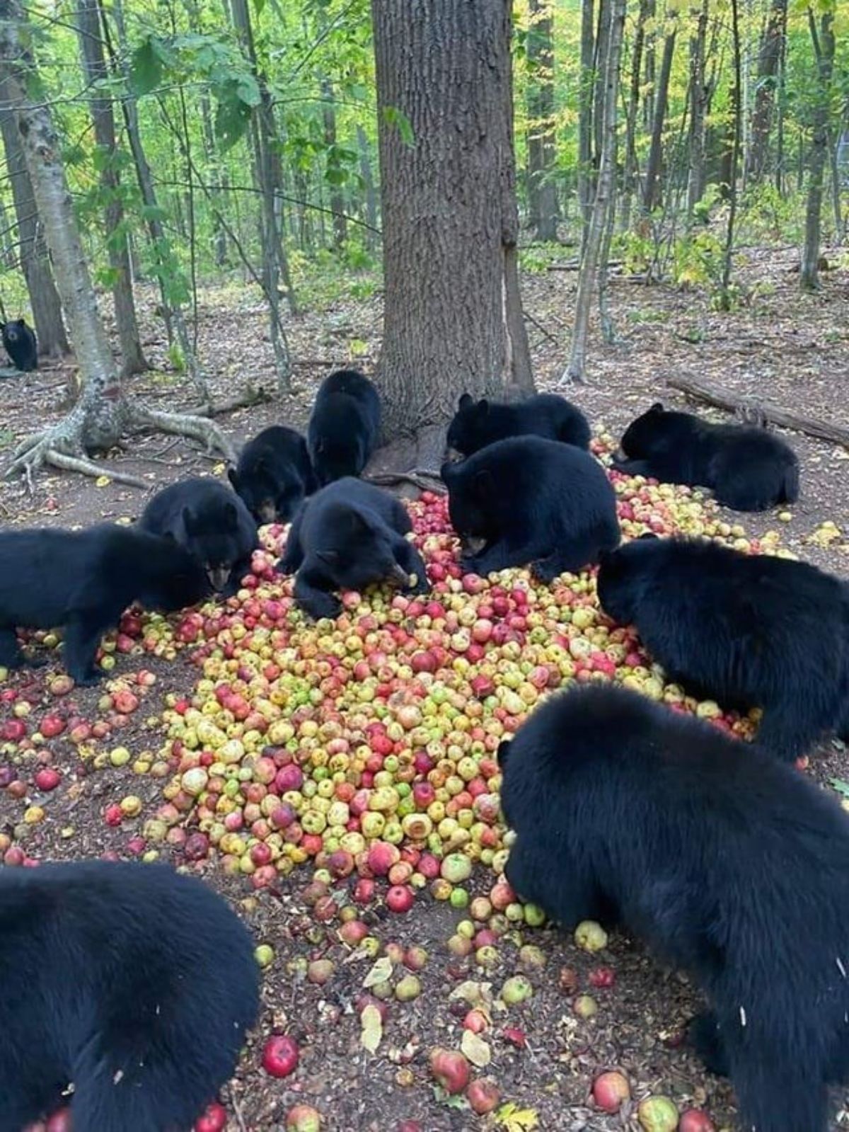 a group of black bears under a tree eating from a huge pile of apples