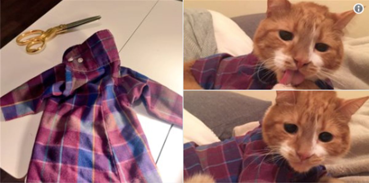 3 photos of an orange cat wearing a red and blue flannel shirt 