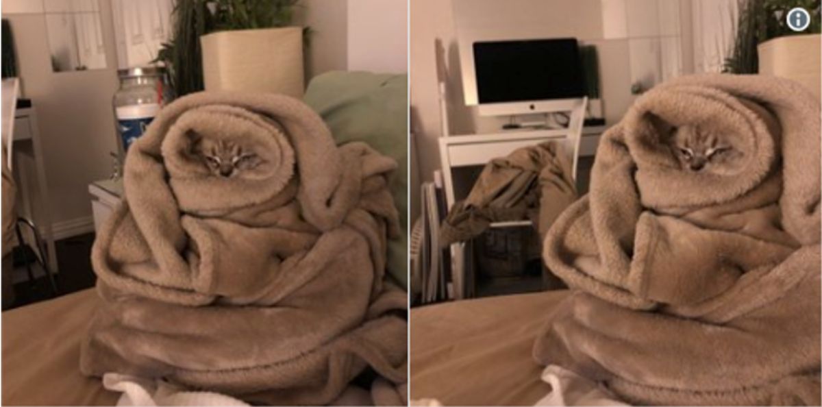 2 photos of a brown cat wrapped in a brown blanket