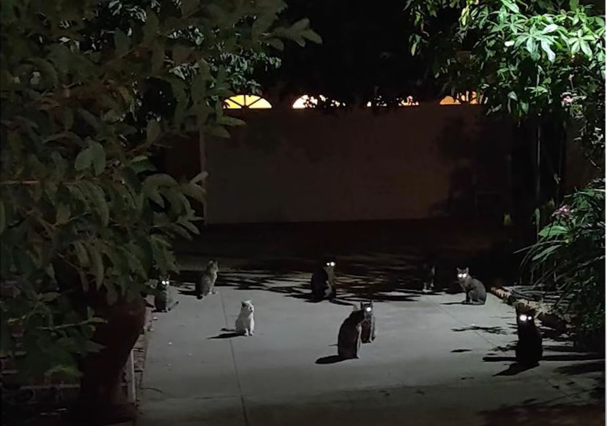 a group of cats at night