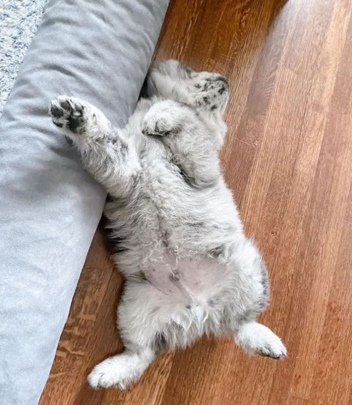 black and white chow chow laying belly up on the wooden floor next to a blue bed