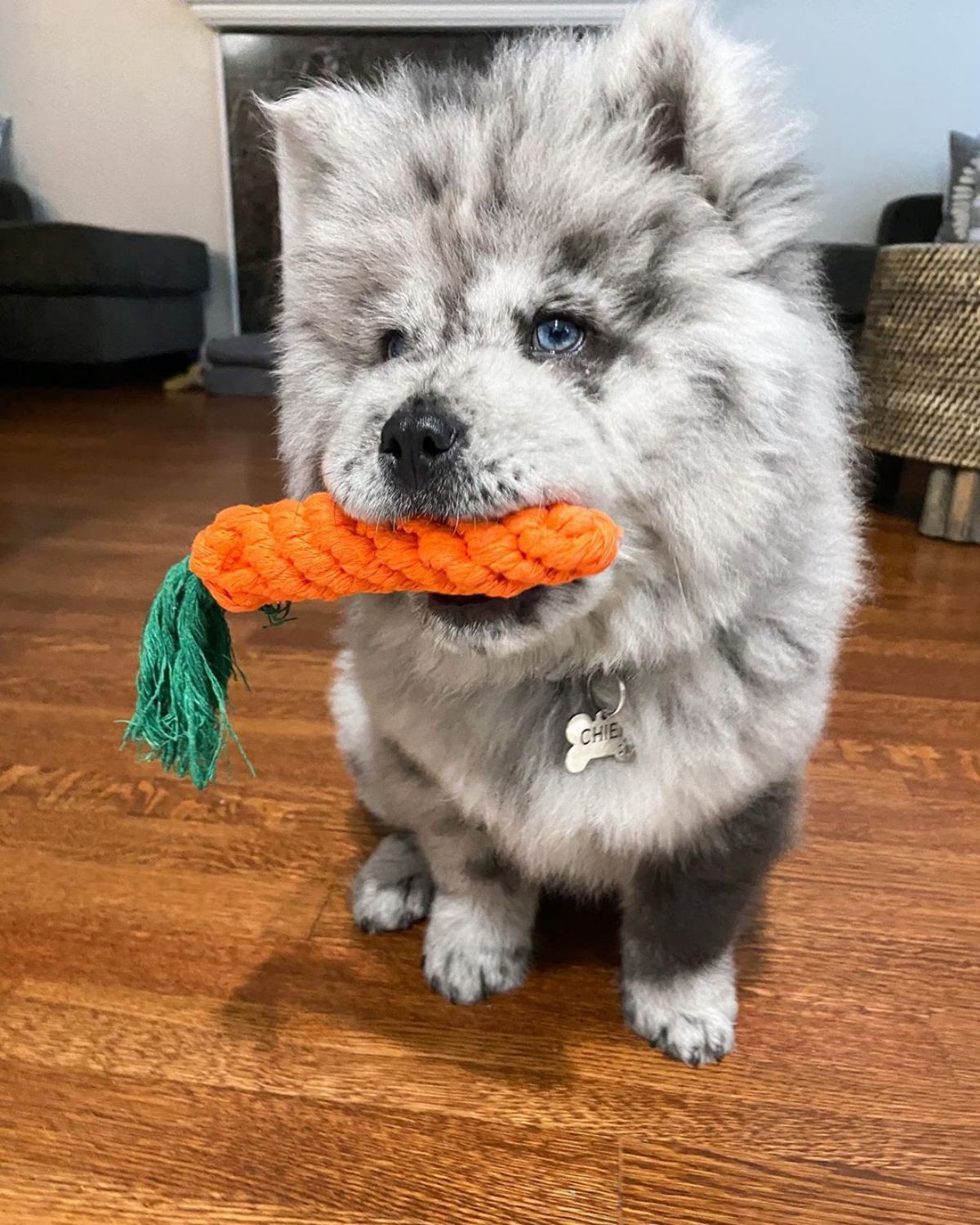 black and white chow chow holding an orange and green carrot dog toy in his mouth