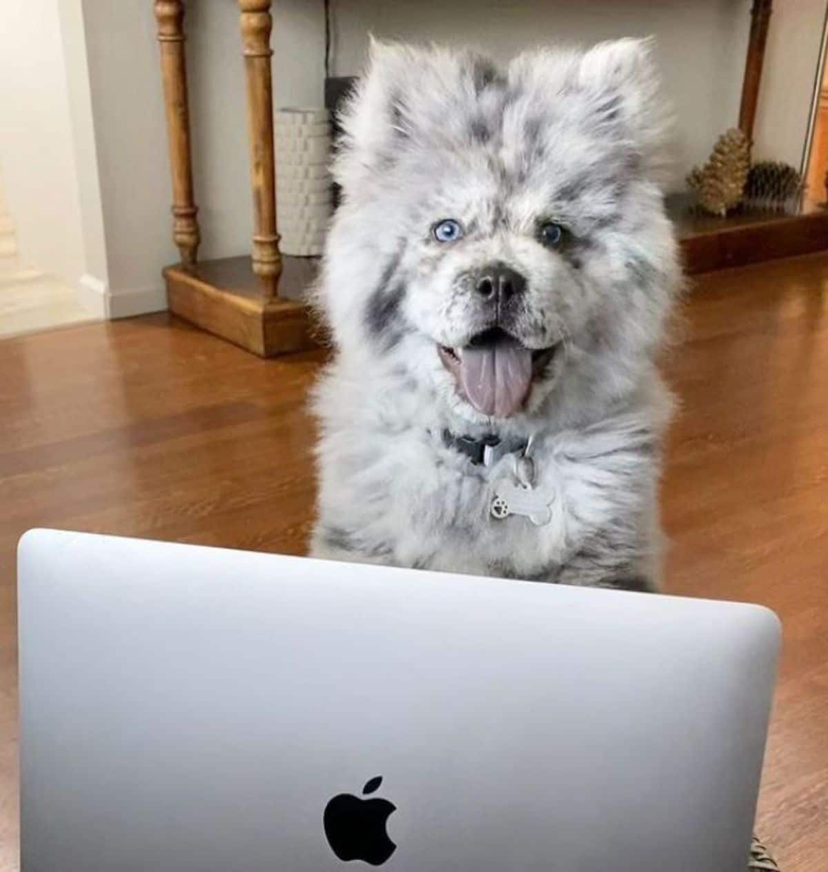 black and white chow chow sitting in front of a laptop