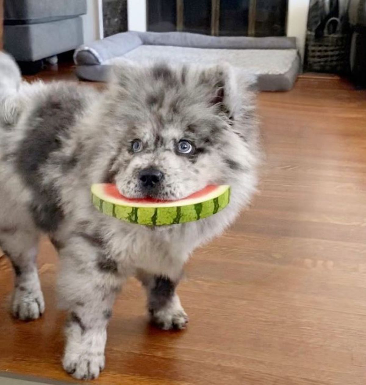 black and white chow chow standing on a wooden floor holding a large watermelon slice in his mouth