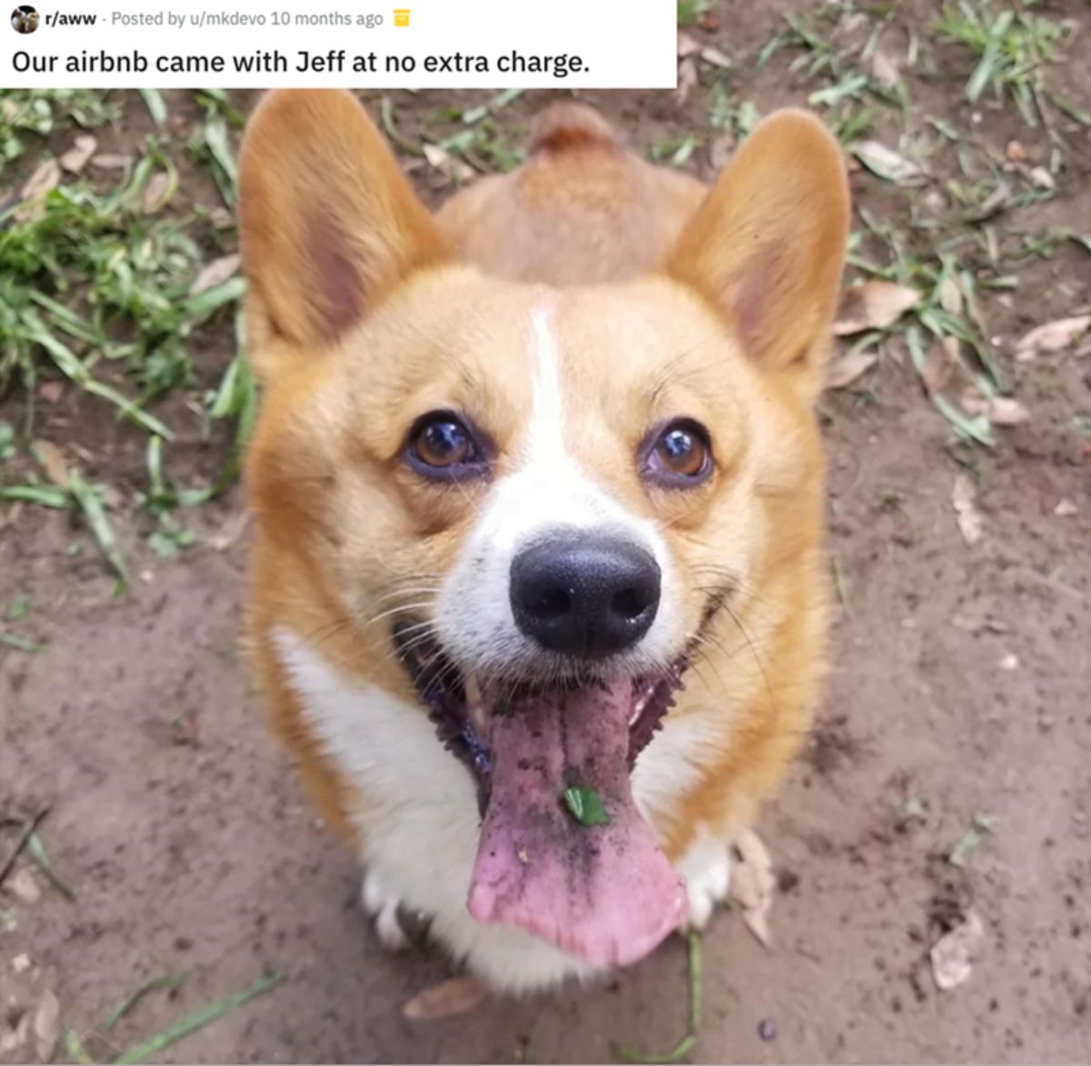 brown and white corgi in a garden