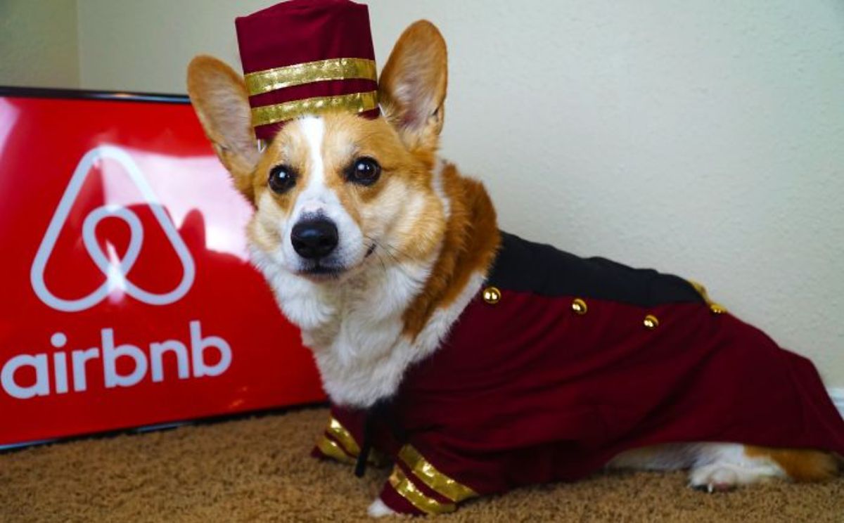 brown and white corgi in red and gold bellhop outfit
