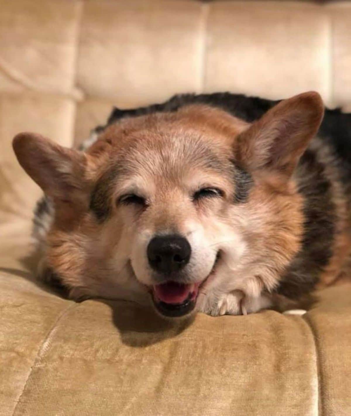corgi smiling on a brown couch