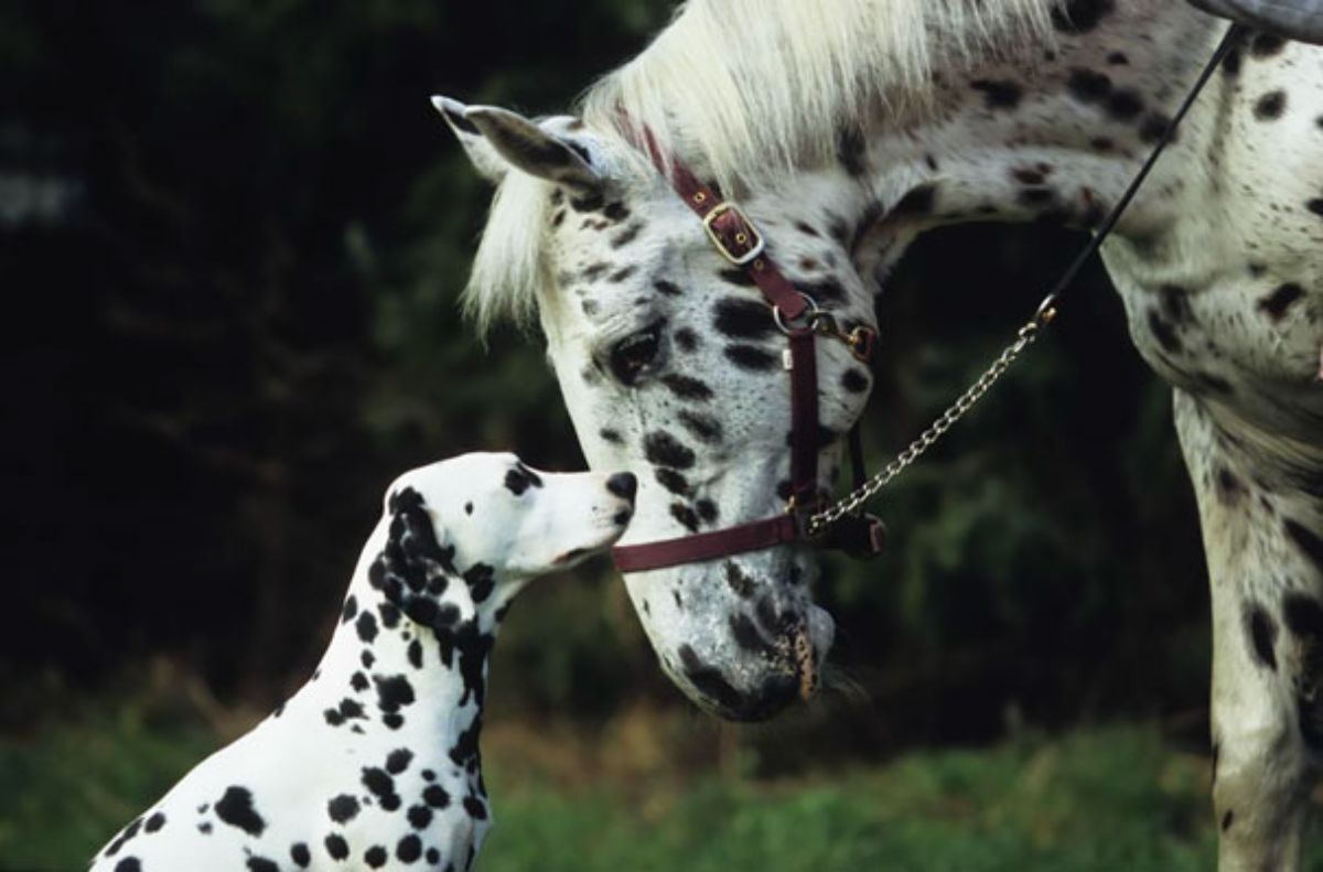 dalmation dog sniffing a white horse with black spots