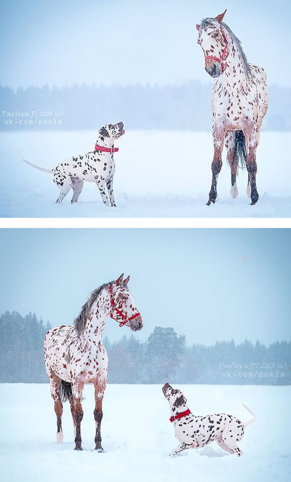 two photos of a dalmation with a white horse with black spots in the snow