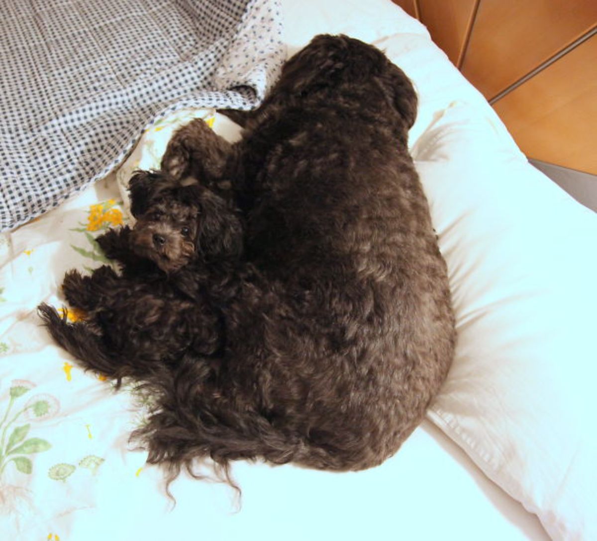 a dark brown fluffy dog cuddling with a dark brown fluffy puppy