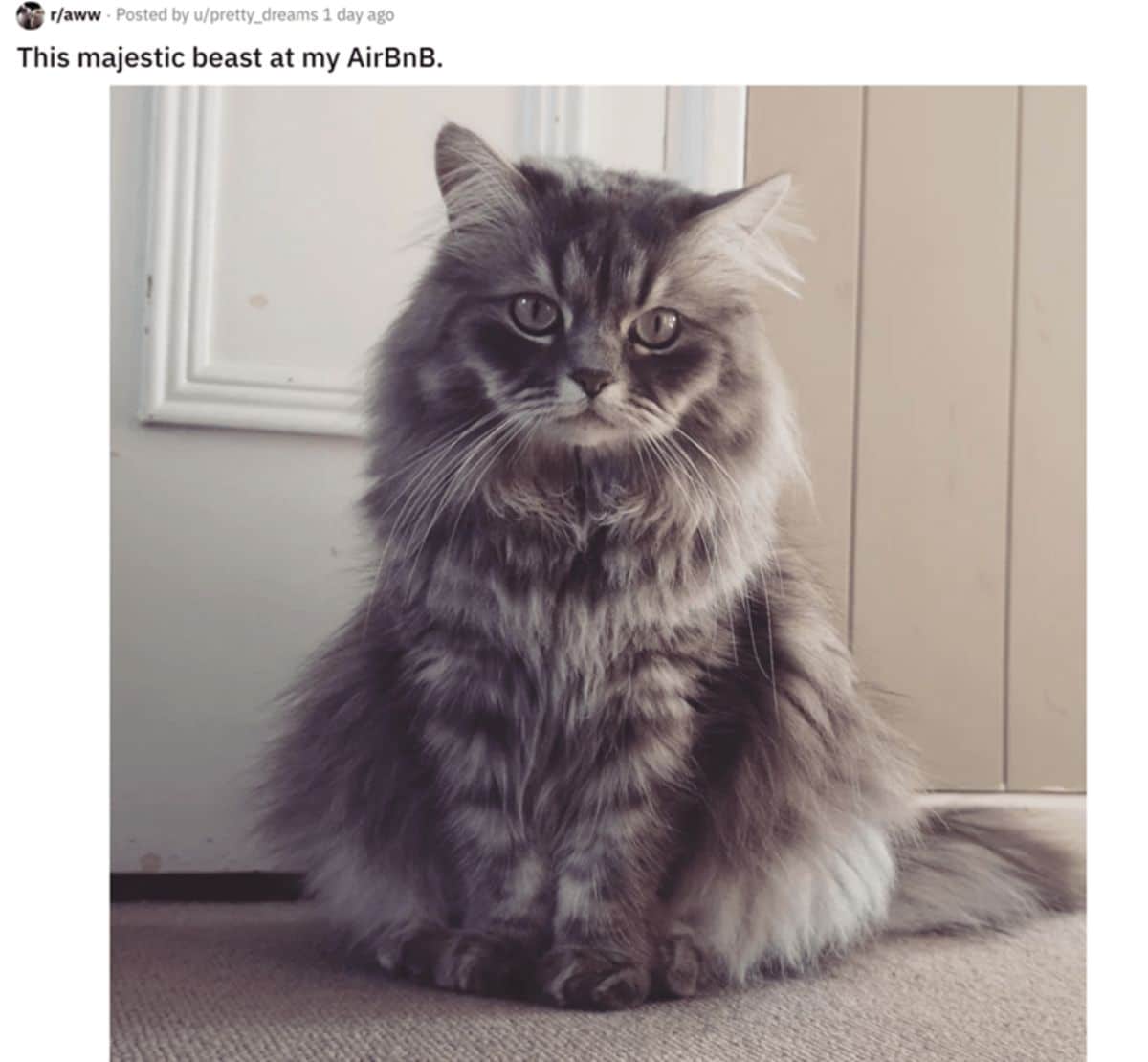 dark grey fluffy cat sitting on grey carpet