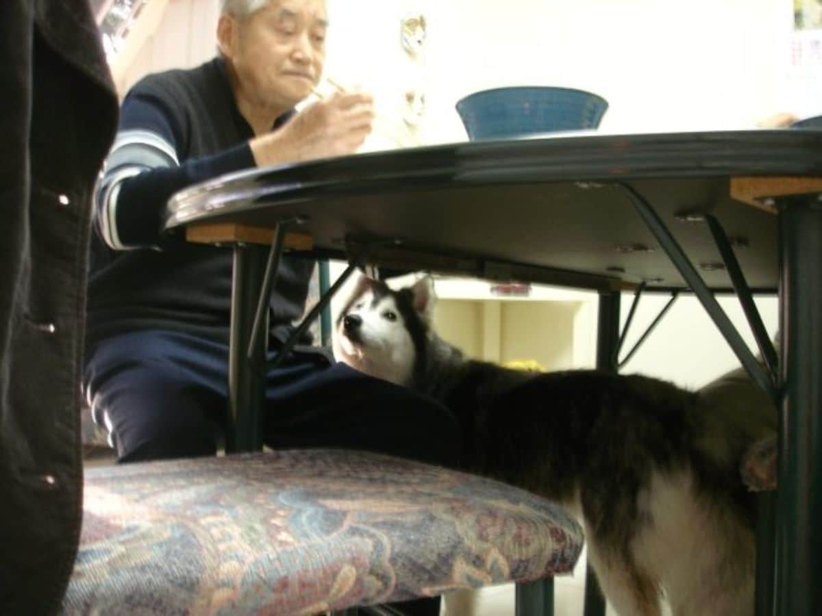 husky begging for food from an old man