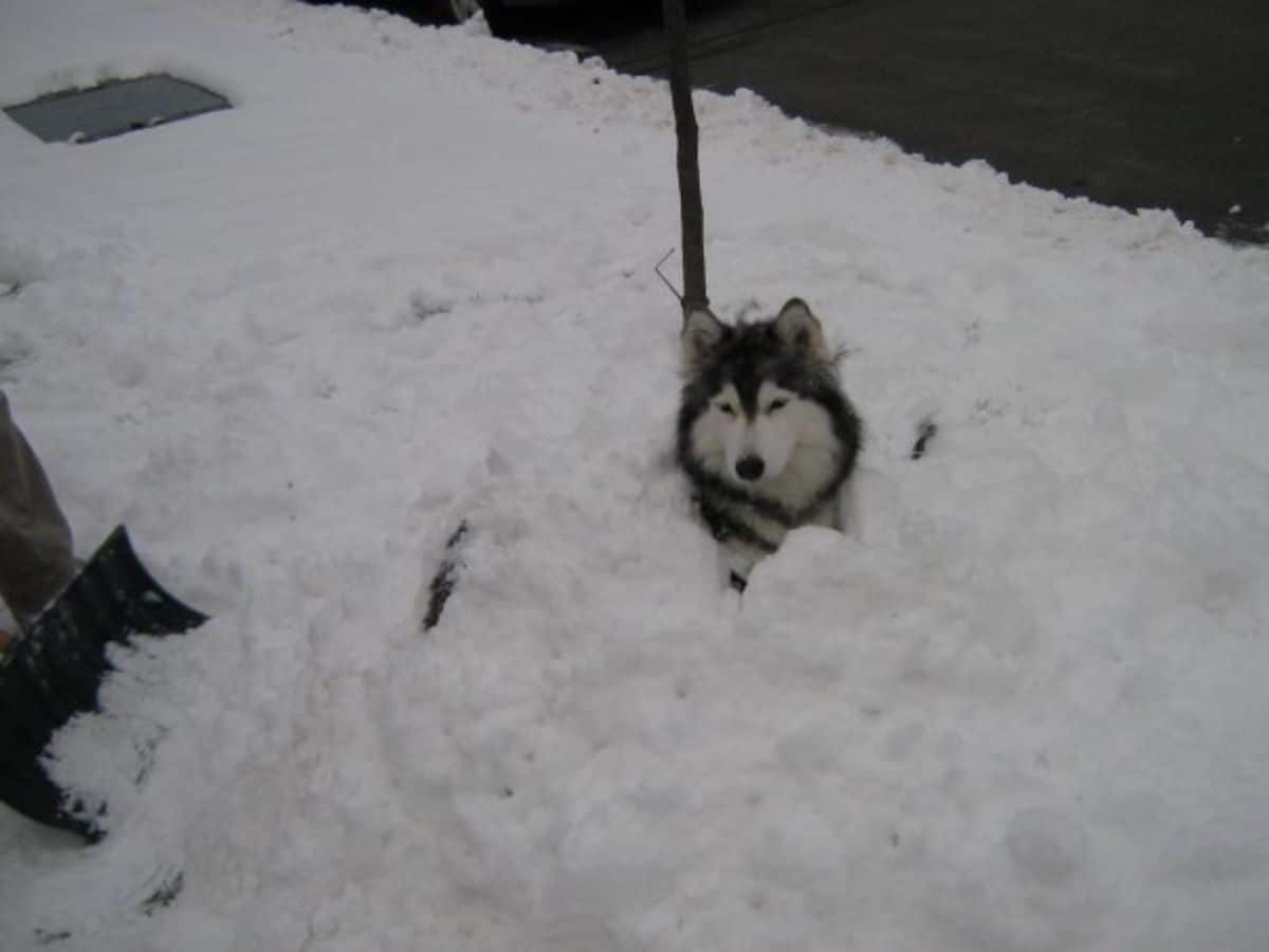 husky dog buried in snow with head sticking out