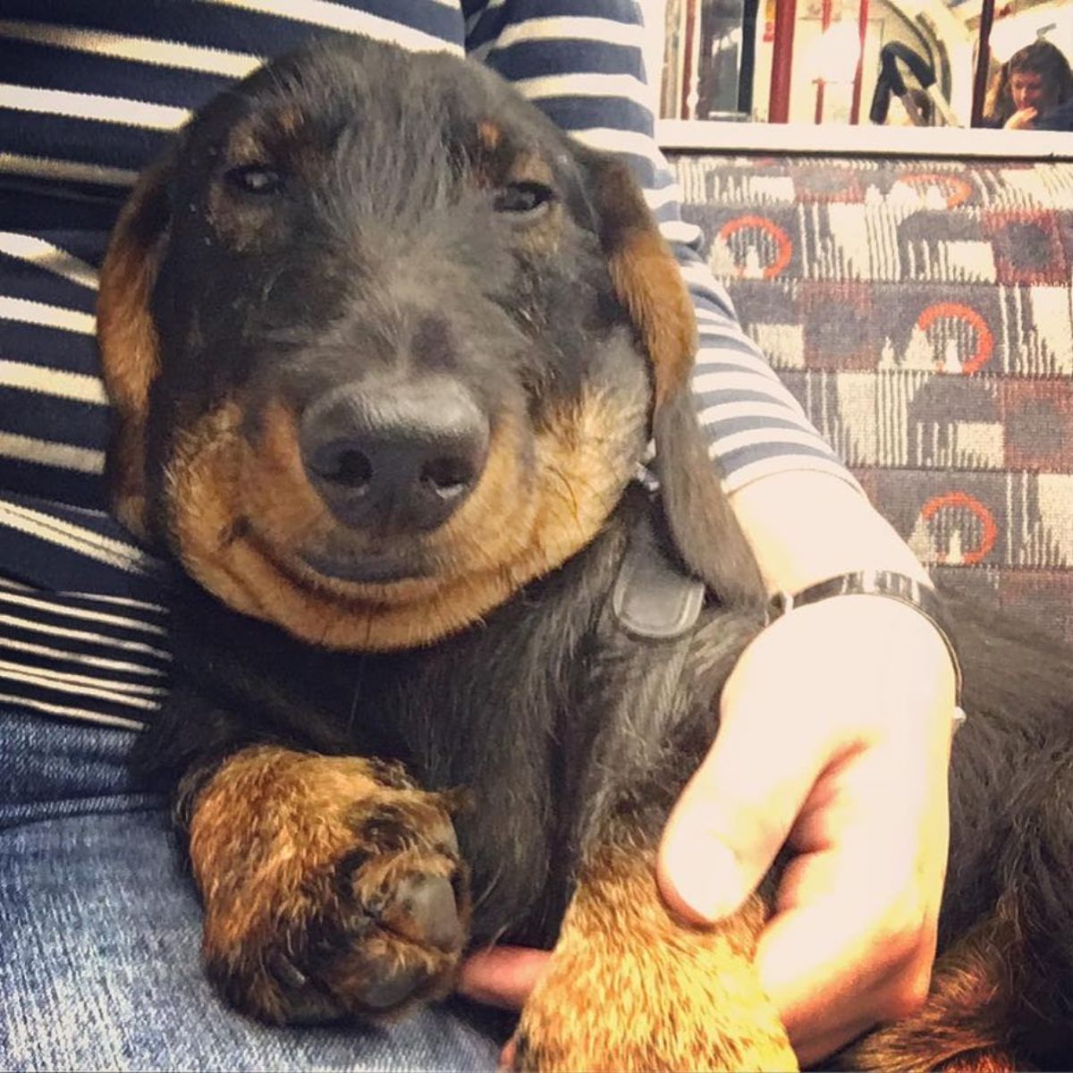 black and brown dachshund on someone's lap