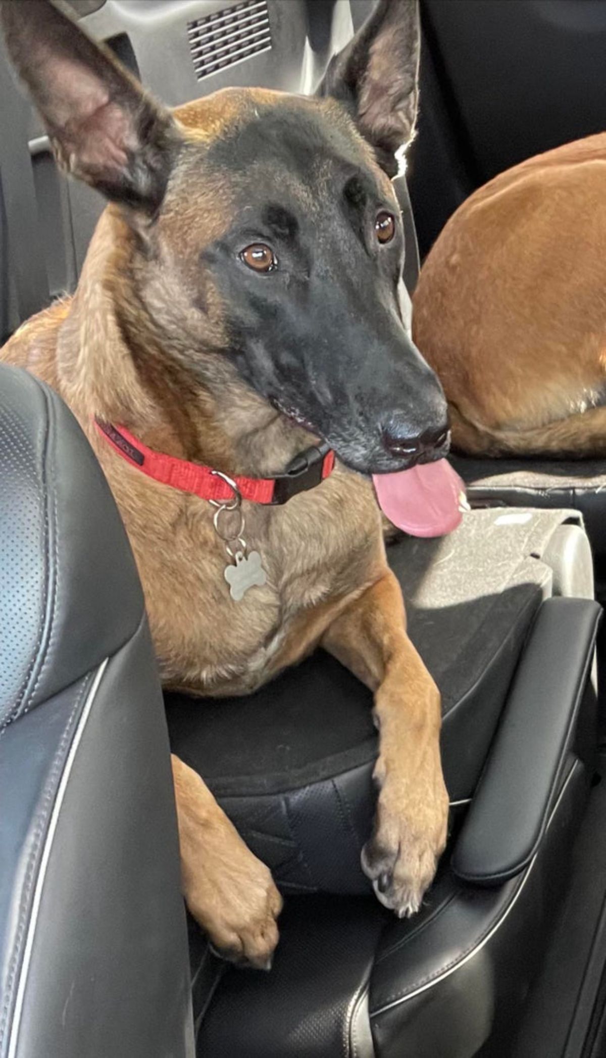 a brown dog with its tongue out inside a car