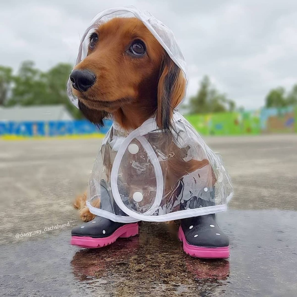 brown dachshund wearing a transparent raincoat and black and pink boots standing on the road