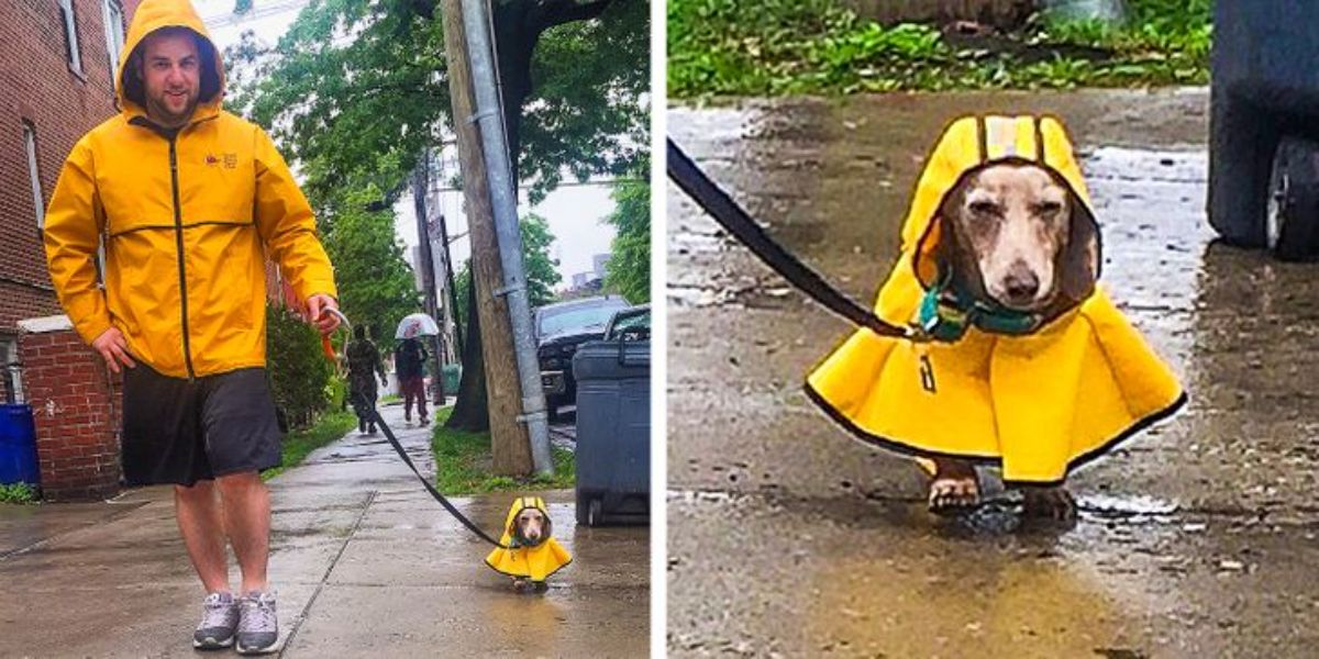 2 photos of a small dog walking in the rain in a yellow raincoat next to a man wearing a yellow raincoat
