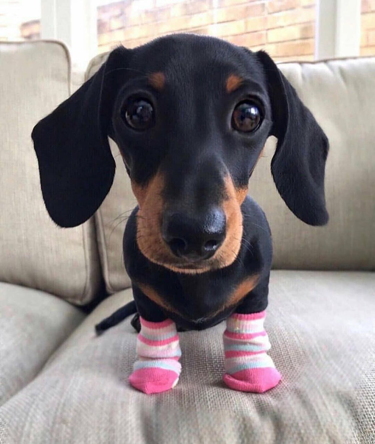 black dachshund on grey couch wearing pink and white socks