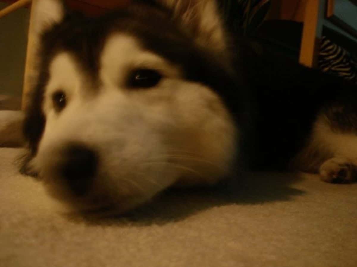 husky dog laying on the floor close up
