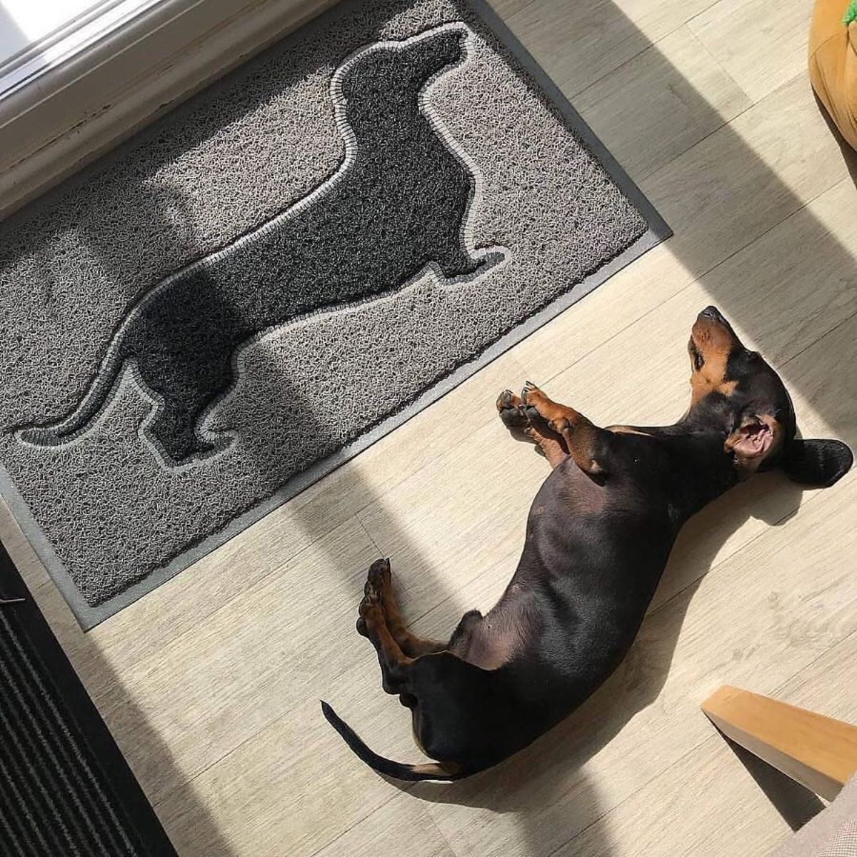 black dachshund lying on the floor next to a rug of a dachshund