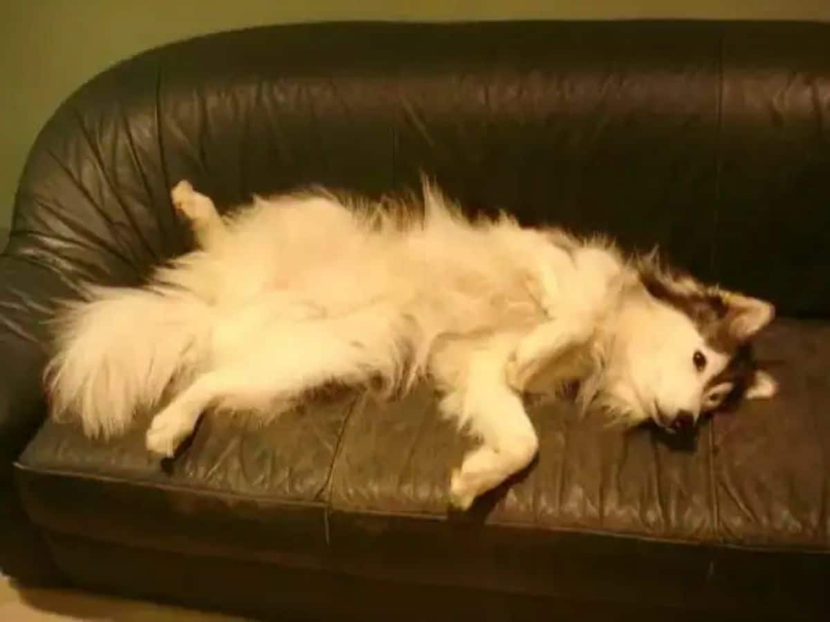 husky lying upside down on a brown couch
