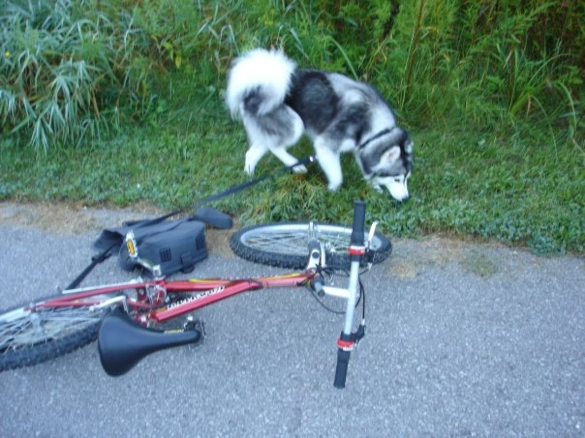 husky next to a bicycle on the road
