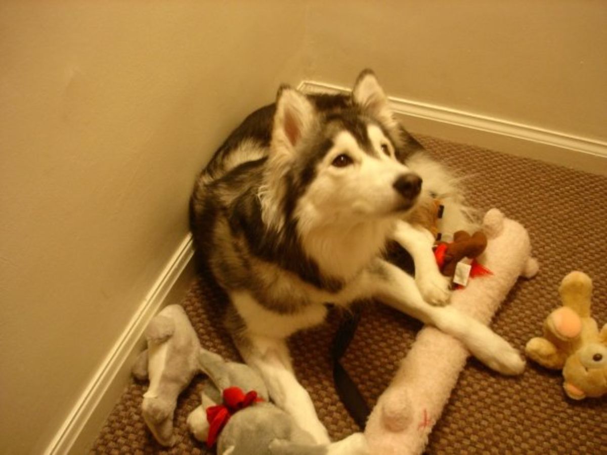 husky on brown carpet surrounded by toys