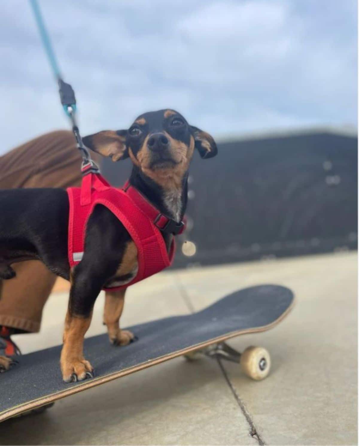black and brown dachshund in a red vest on skates