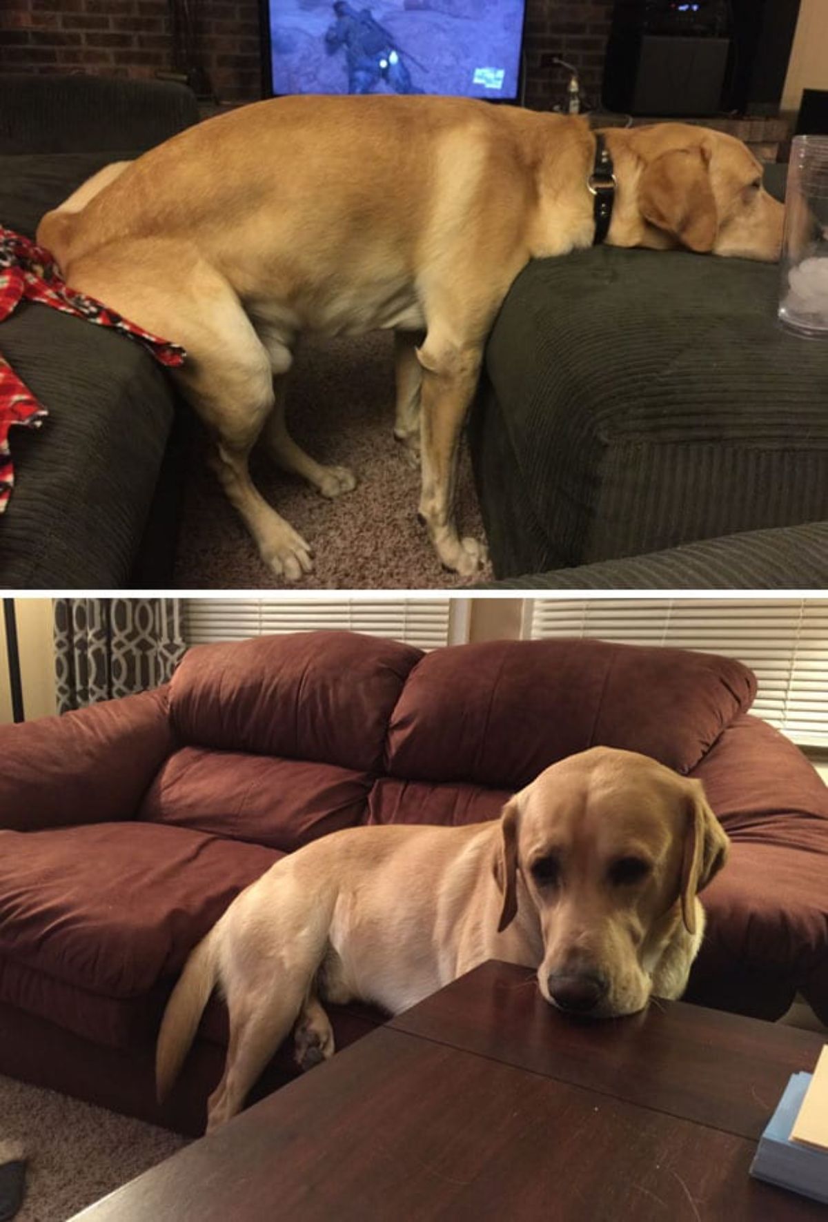 two photos of a golden retriever on a black couch and ottoman and on a brown couch and a black table