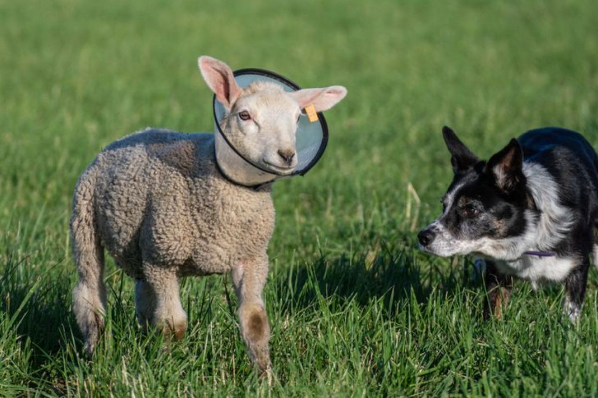 a black and white dog is standing next to a lamb with a cone around its neck