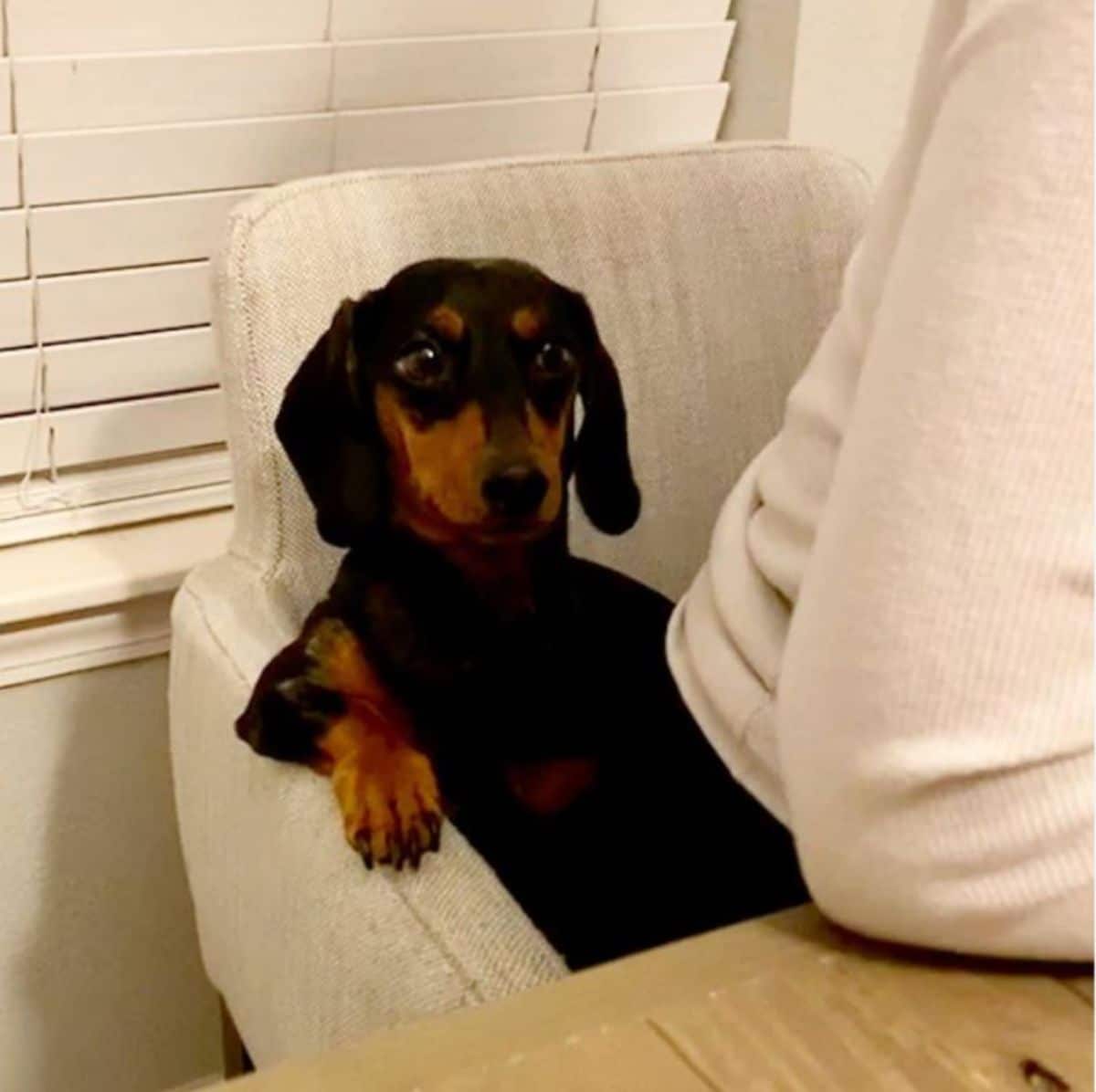 black and brown dachshund sitting on a white couch behind a person