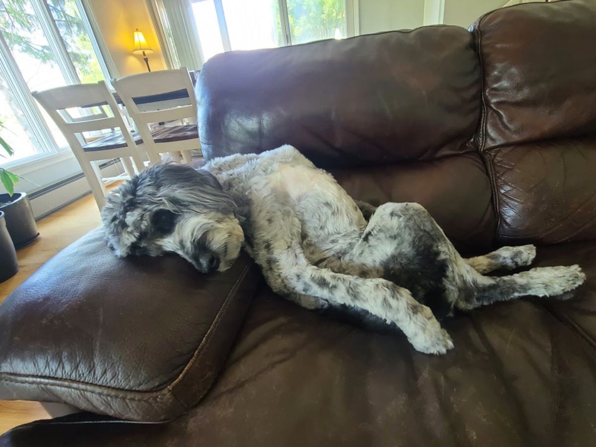 a black and white dog sleeping on its back on a brown couch
