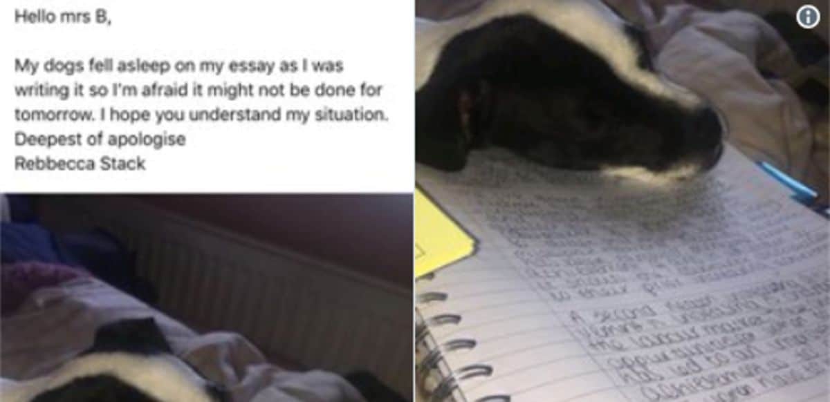 2 photos of a black and white dog falling asleep on an essay and an email written to the professor