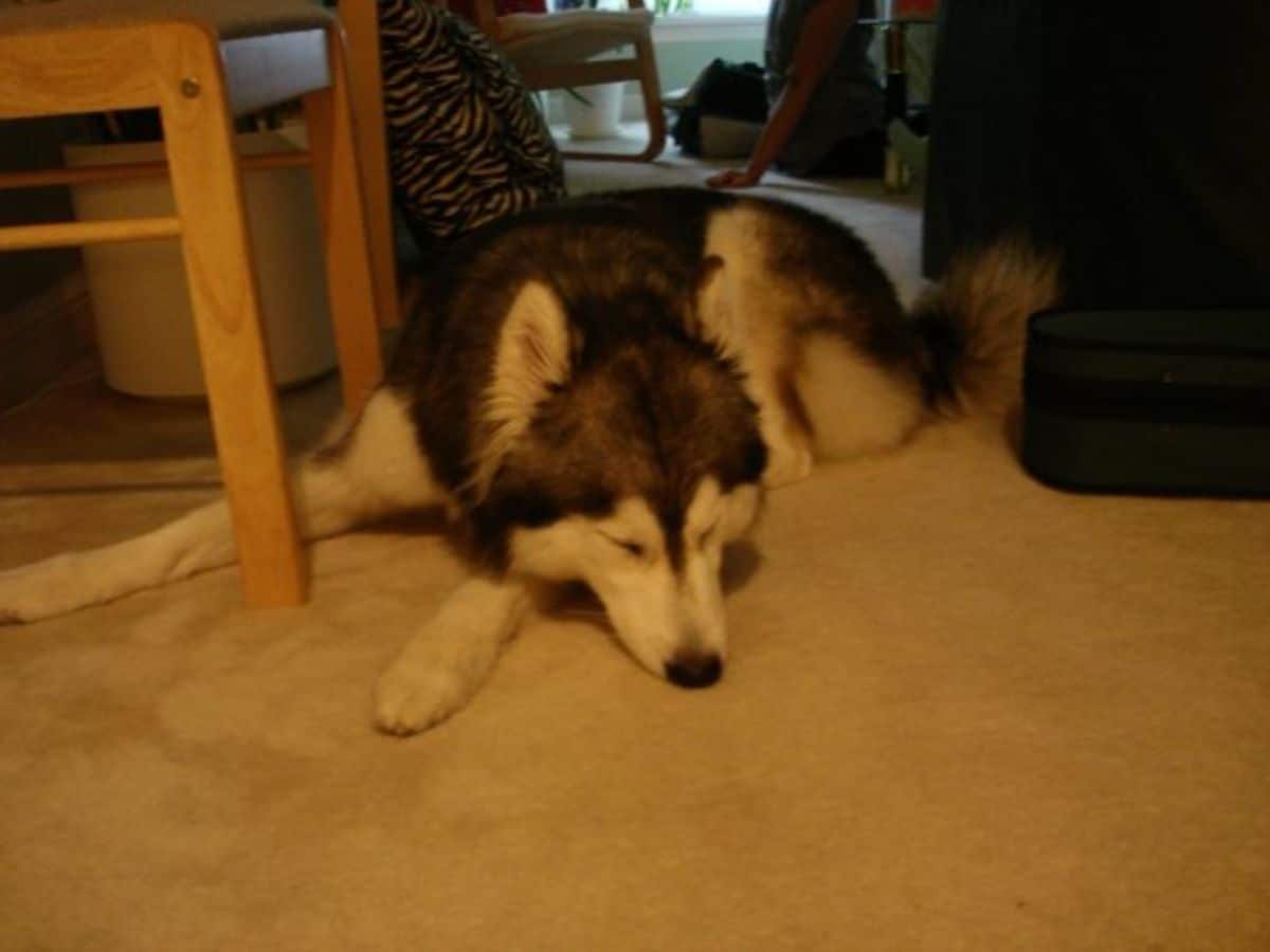 husky sleeping on floor near chair