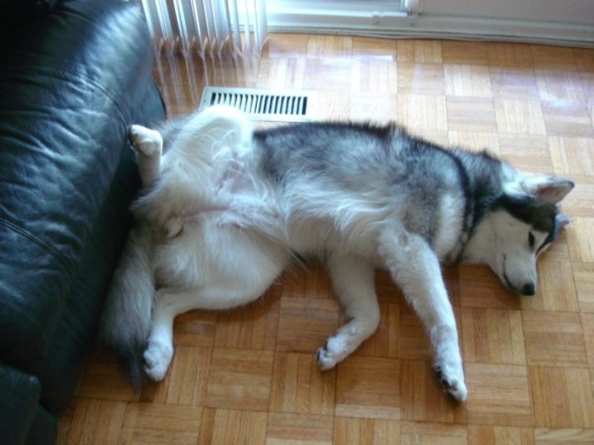 husky dog sleeping on wooden floor next to sofa