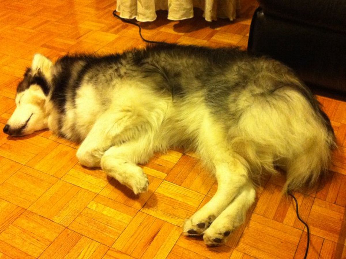 husky dog sleeping on wooden floor