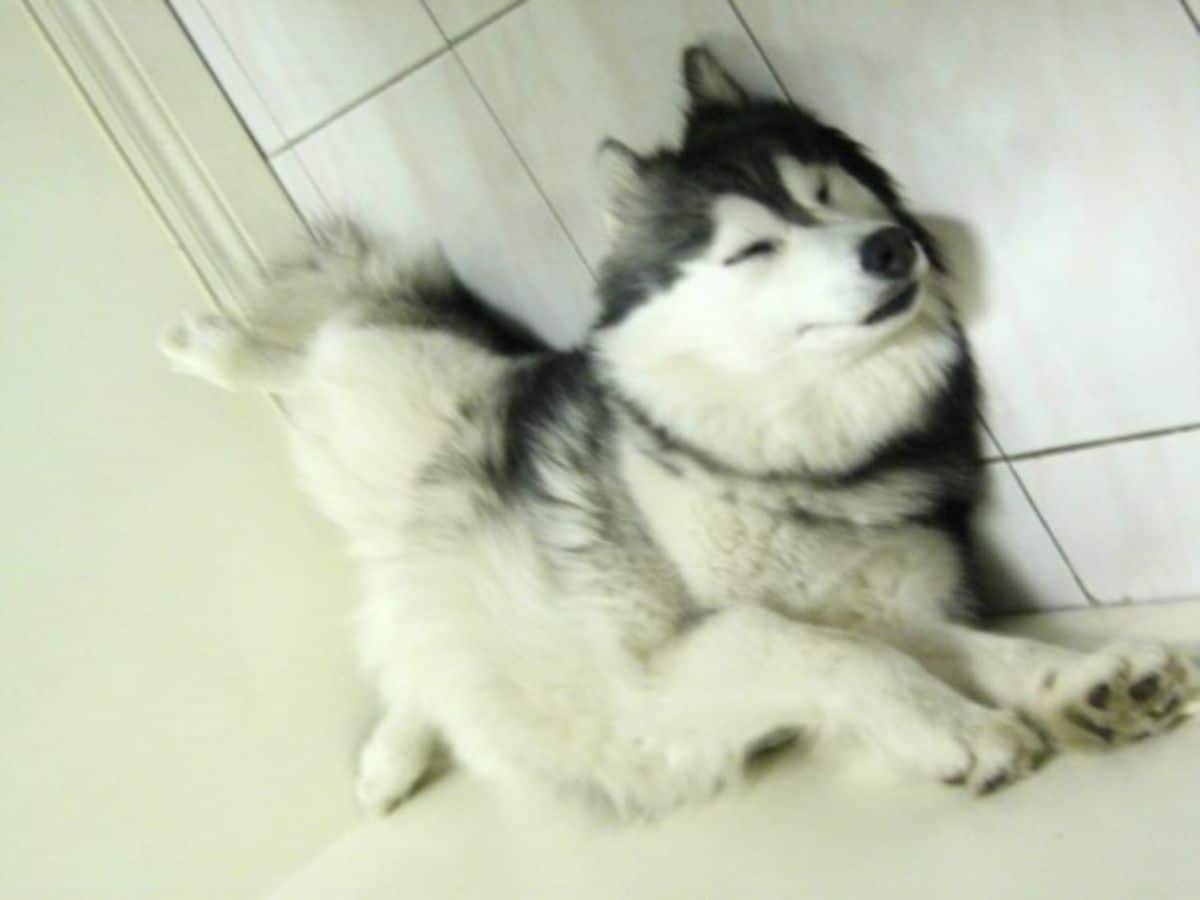 husky dog sleeping upside down on white tiled floor