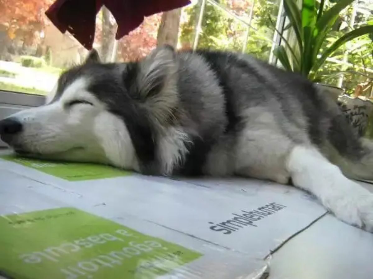 husky sunbathing on a flattened cardboard box