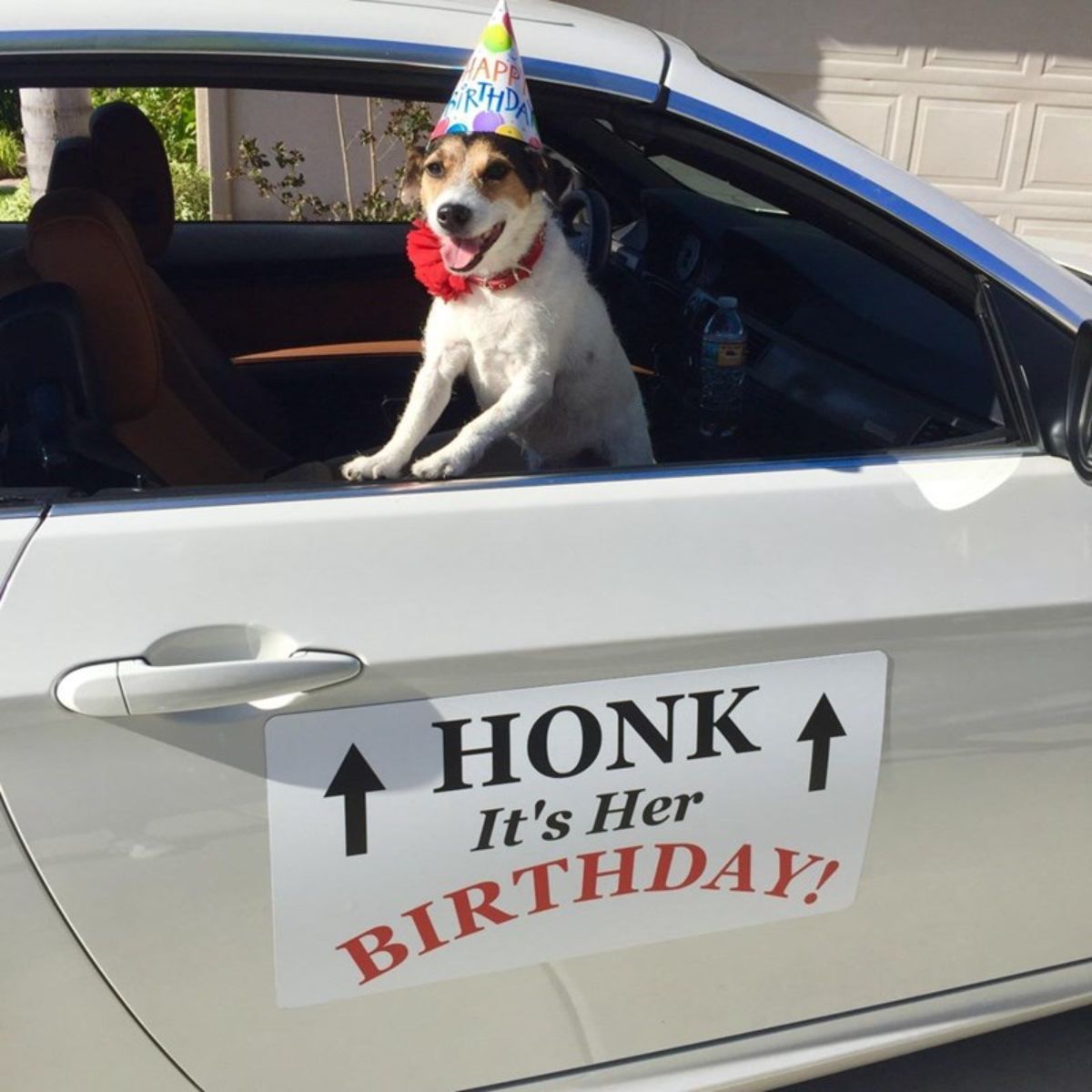 a dog with a birthday party hat looking out of a silver car window with a sign on the car saying honk it's her birthday